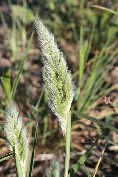  Polypogon monspeliensis